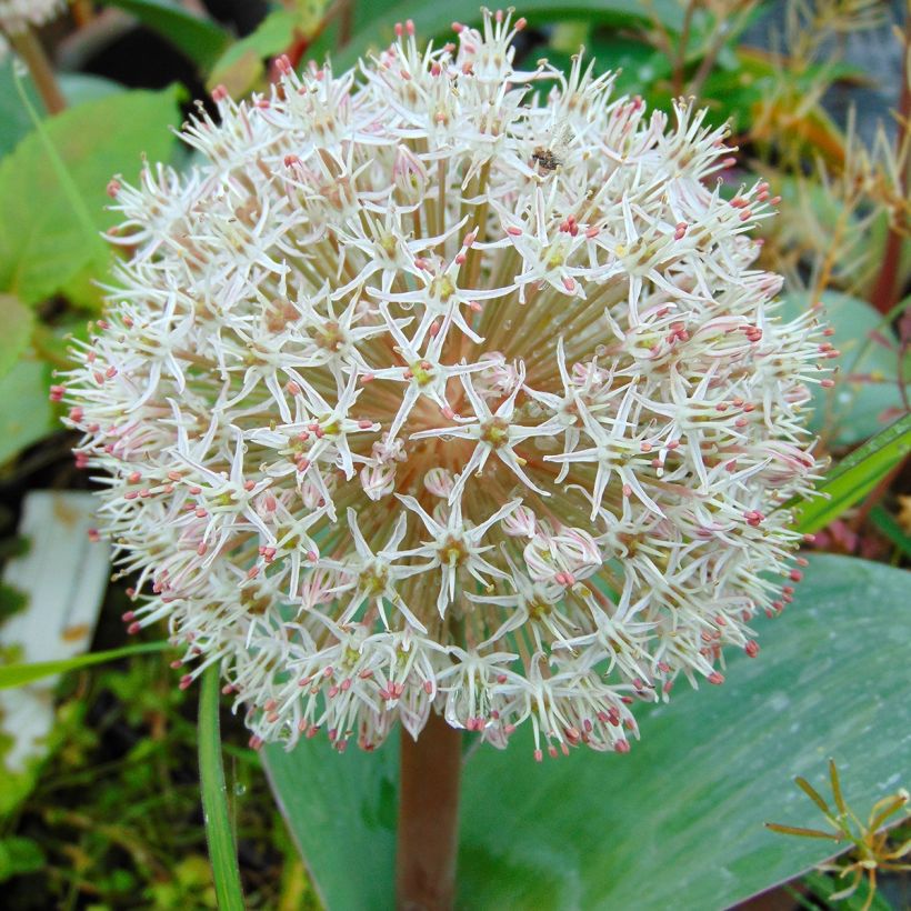 Allium karataviense - Puinlook (Bloei)