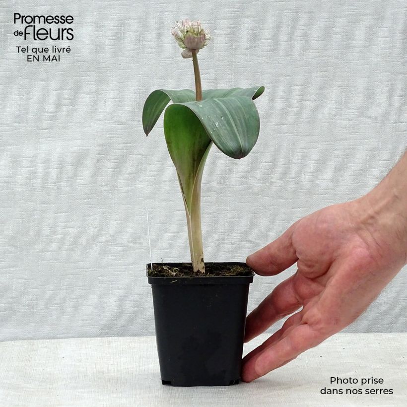 Exemplaar van Allium karataviense - Puinlook Pot van 12 cm / 13 cm zoals geleverd in de lente