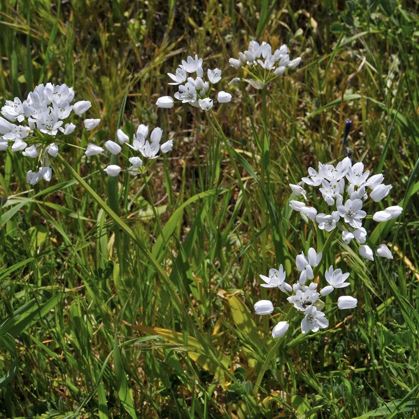 Allium neapolitanum - Bruidsuitje (Groeiplaats)