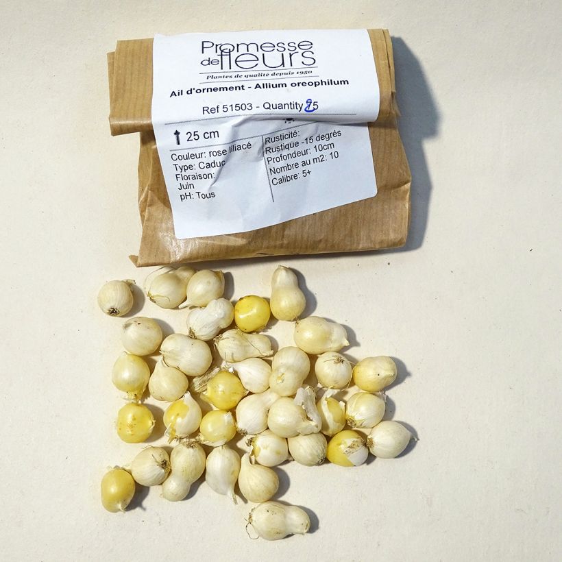 Voorbeeld van een exemplaar van Allium oreophilum - Sierui Bol kaliber 3 zoals geleverd