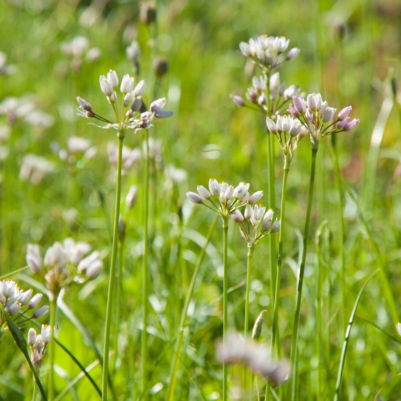 Allium roseum - Sierui (Groeiplaats)
