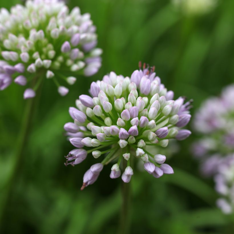 Allium senescens Summer Beauty - Sierui (Bloei)