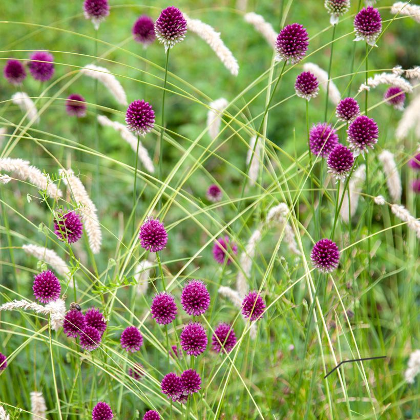 Allium sphaerocephalon - Trommelstokje (Groeiplaats)