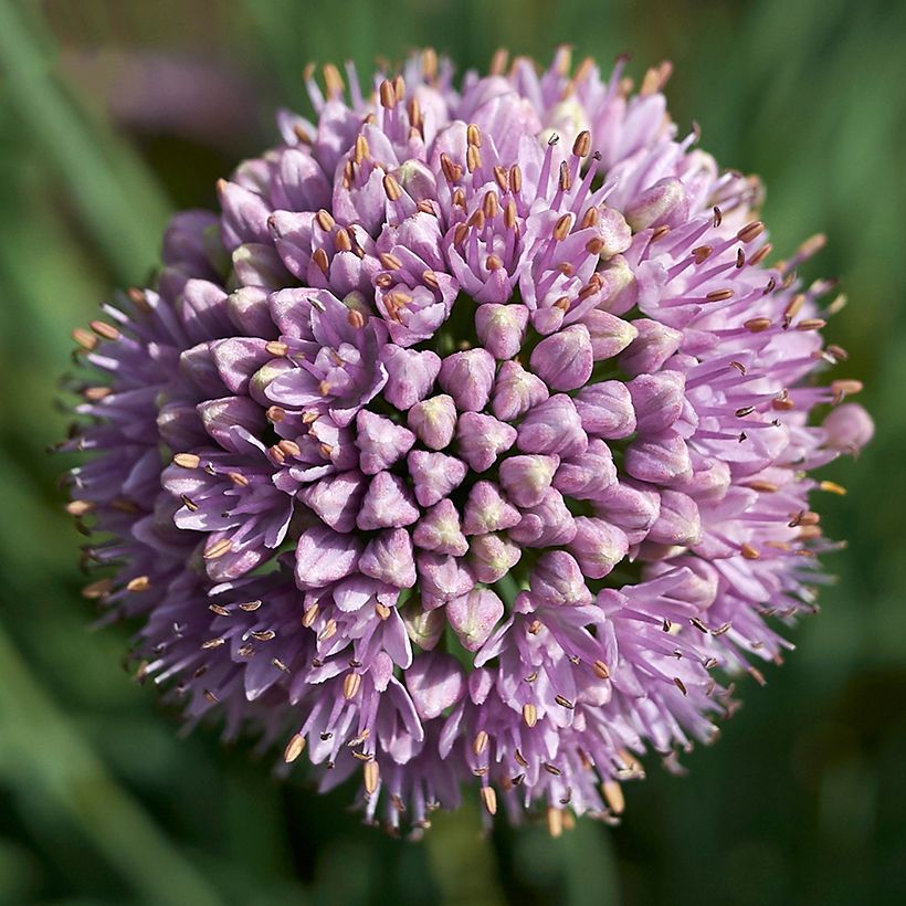 Allium senescens Avatar - Sierui (Bloei)