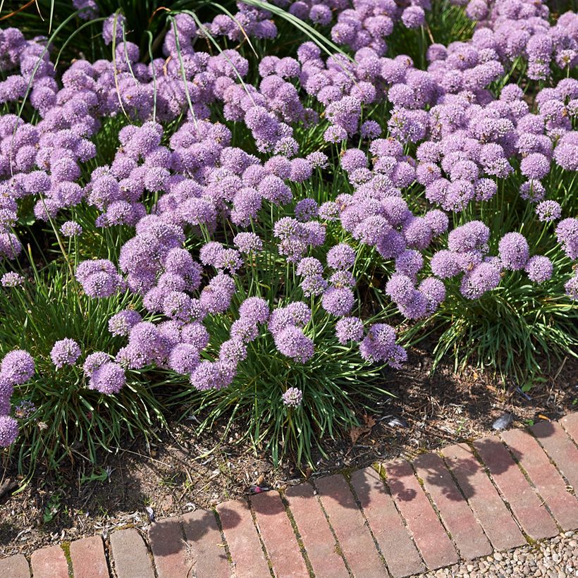 Allium senescens Avatar - Sierui (Groeiplaats)