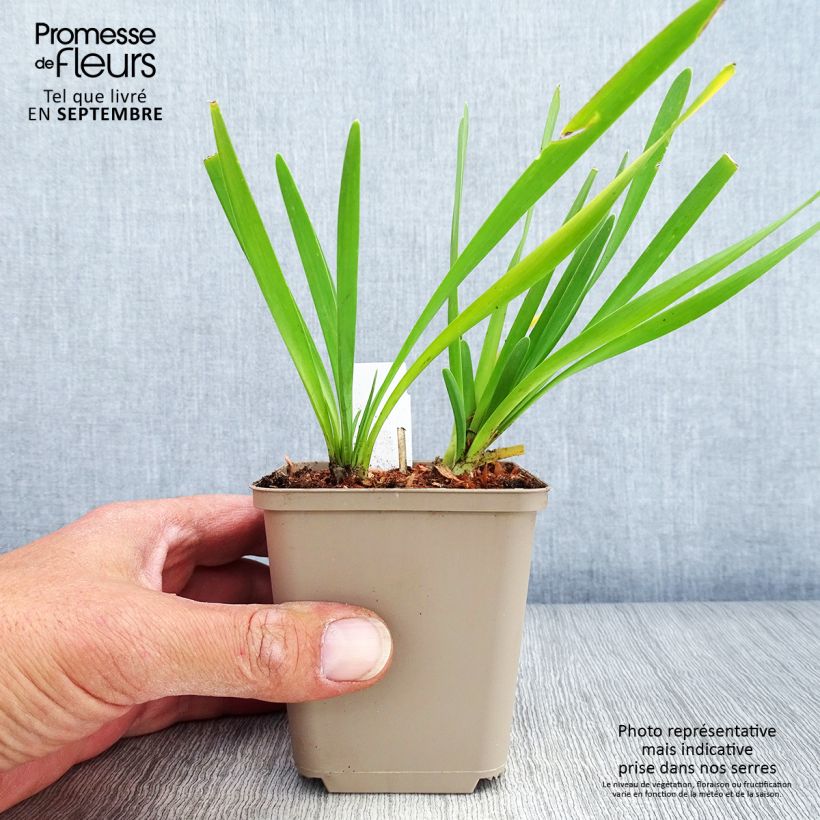 Exemplaar van Allium Serendipity - Sierui Kweekpotje van 8/9 cm zoals geleverd in de herfst