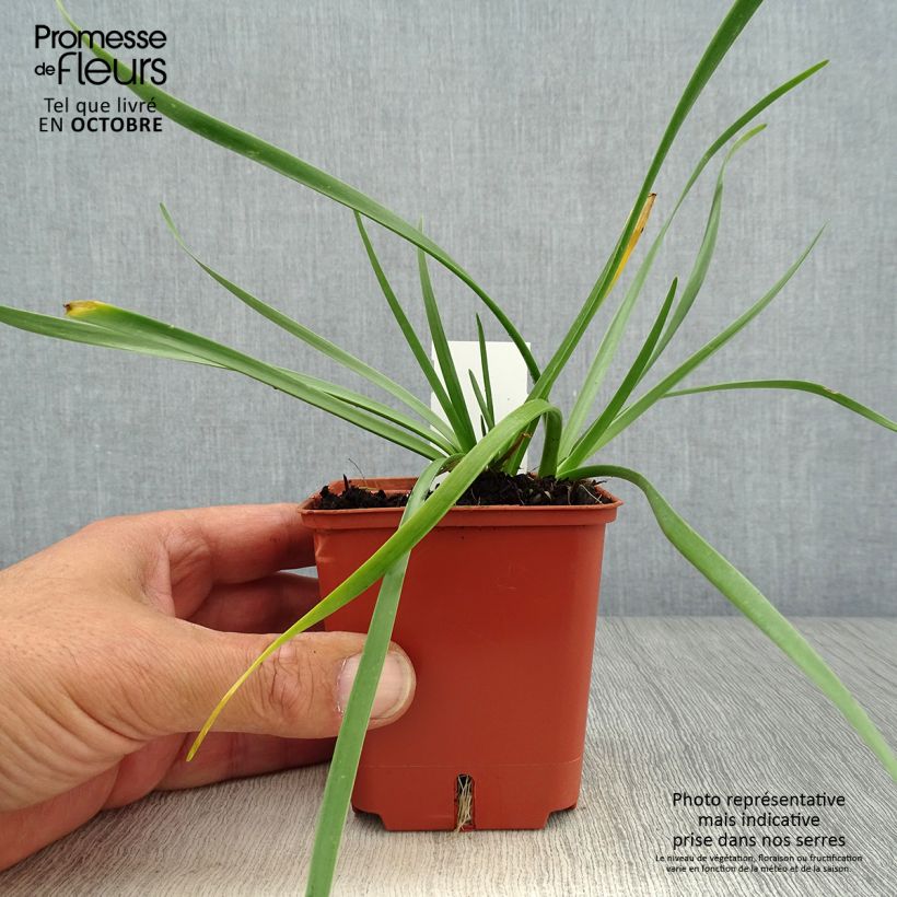 Exemplaar van Allium senescens Avatar - Sierui Kweekpotje van 7/8 cm kaliber I zoals geleverd in de herfst