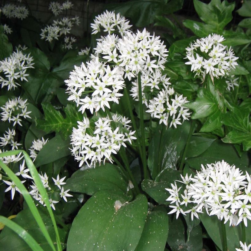 Daslook - Allium ursinum (zaad) (Bloei)