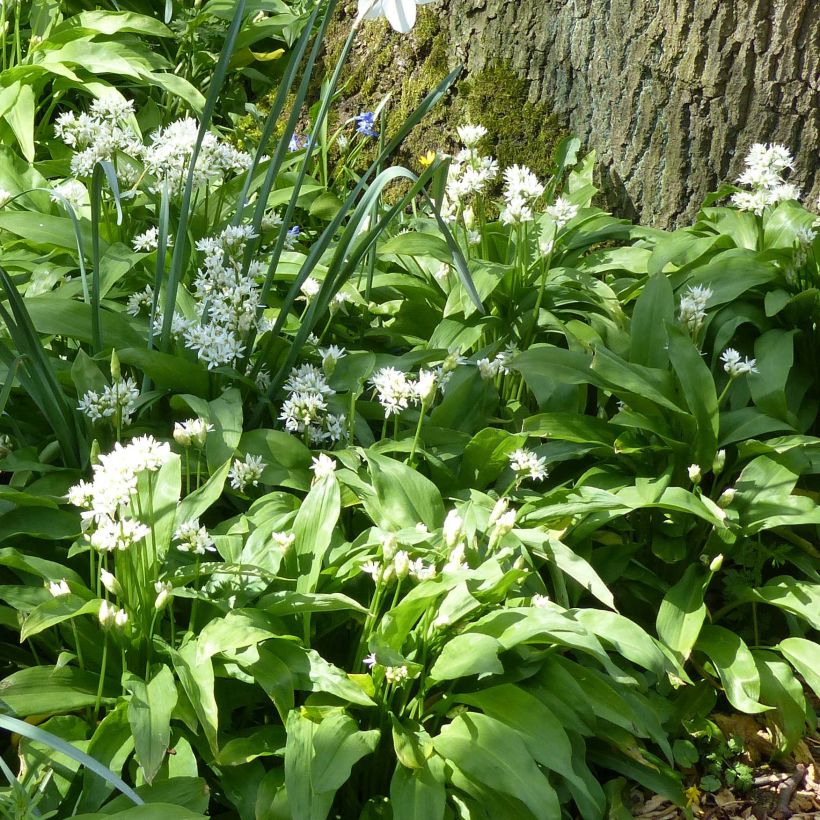 Daslook - Allium ursinum (zaad) (Groeiplaats)