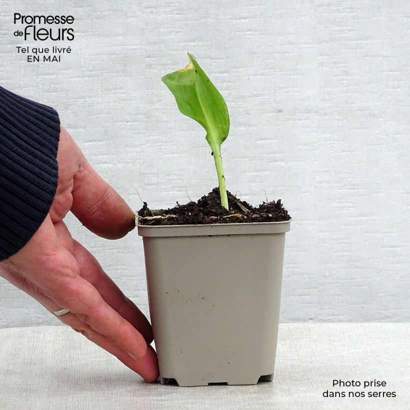 Exemplaar van Daslook - Allium ursinum Kweekpotje van 7/8 cm zoals geleverd in de lente