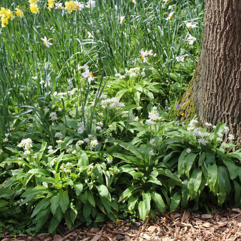 Allium ursinum - Daslook (Groeiplaats)