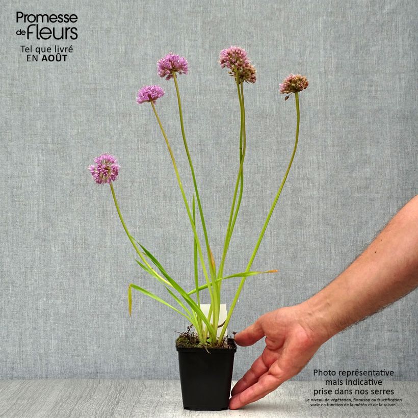 Exemplaar van Allium Millenium - Sierui Kweekpotje van 8/9 cm zoals geleverd in de zomer