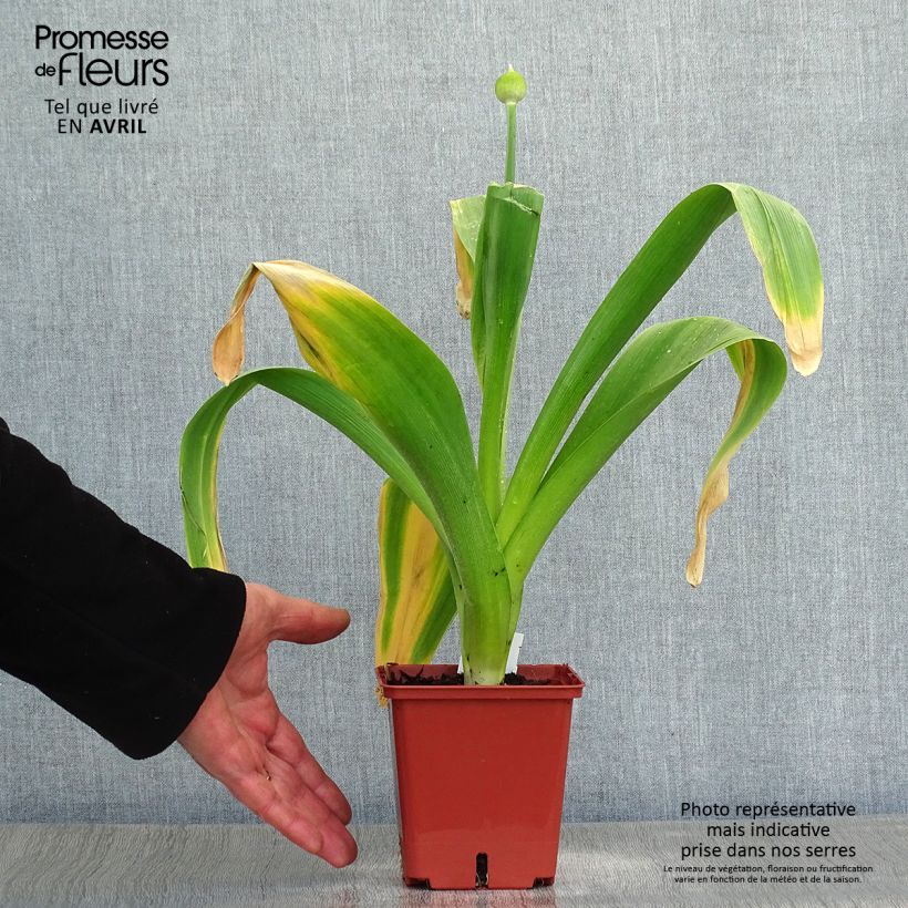 Exemplaar van Allium Mont Blanc - Sierui Pot van 1 l/1,5 l zoals geleverd in de lente