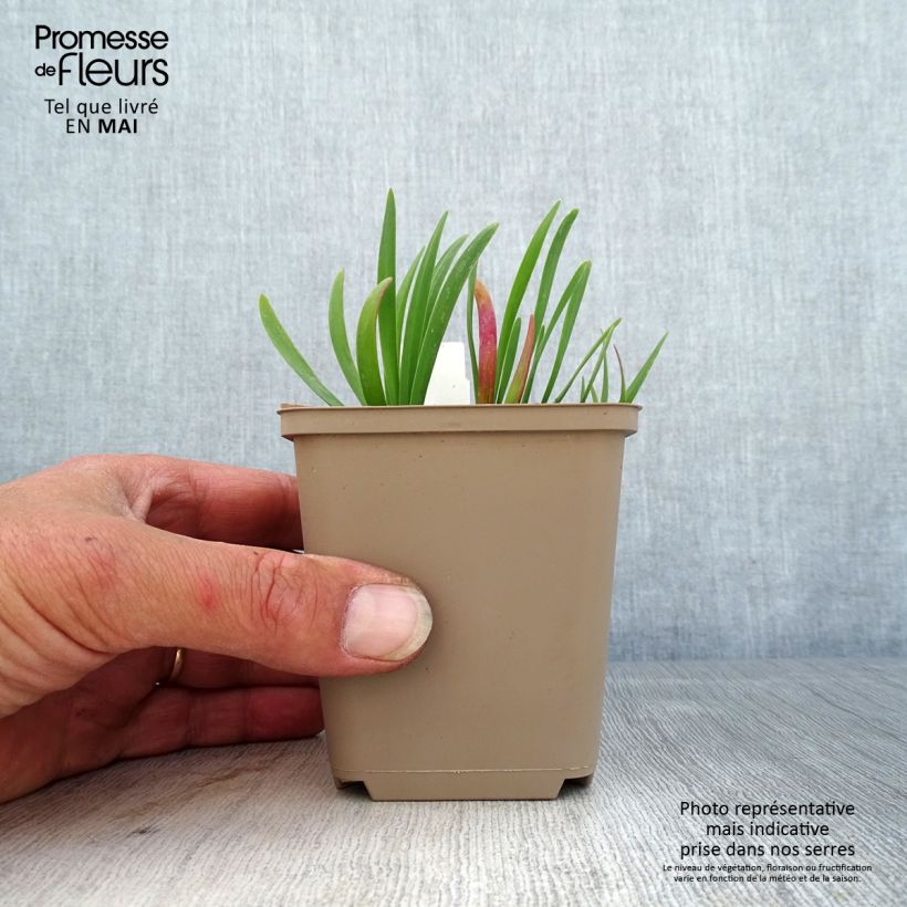 Exemplaar van Allium Serendipity - Sierui Kweekpotje van 8/9 cm zoals geleverd in de lente