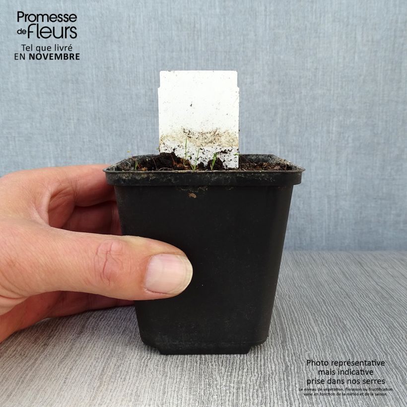 Exemplaar van Allium karataviense - Puinlook Pot van 12 cm / 13 cm zoals geleverd in de herfst