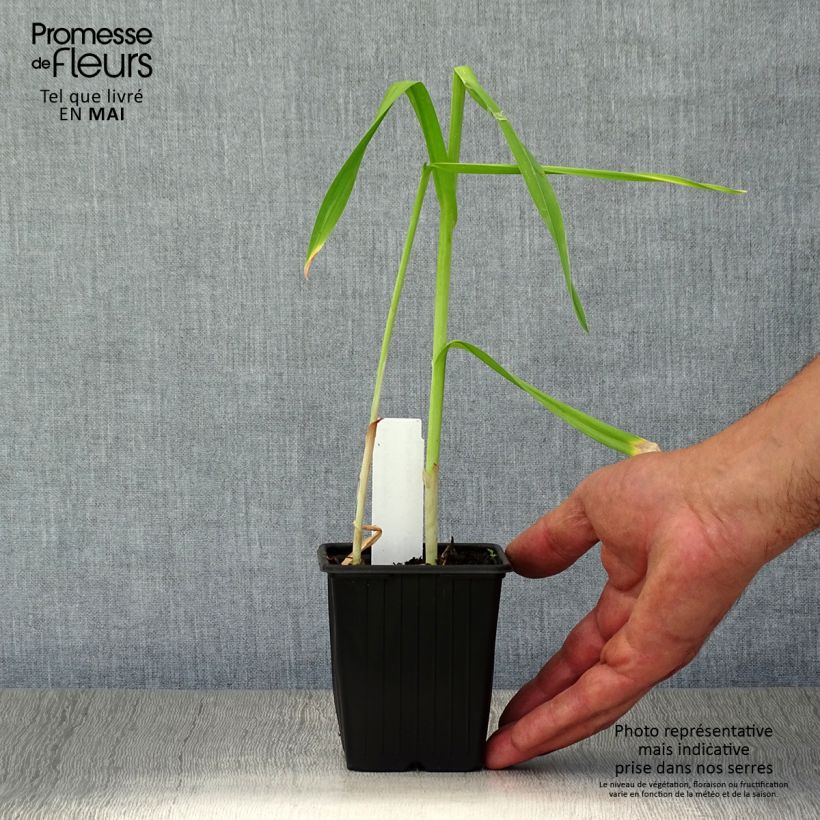 Example of Slangenlook - Allium scorodoprasum Kweekpotje van 8/9 cm as you get in printemps