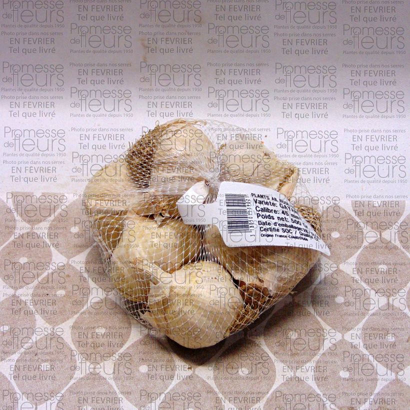 Example of Knoflook Gayant (pootgoed) Stuk kaliber 28/40 mm as you get