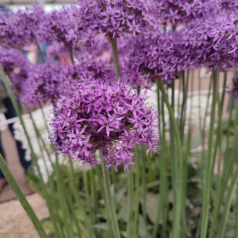 Allium Chicago - Sierui (Bloei)