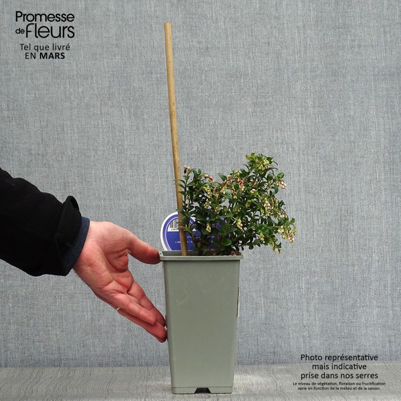 Example of Rode bosbes - Vaccinium vitis-idaea Pot van 1,5 l/2 l as you get in printemps