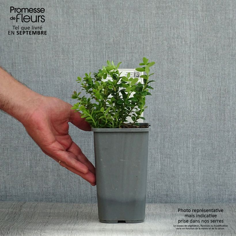 Exemplaar van Rode bosbes BIO Pot van 1 l/1,5 l, Struik zoals geleverd in de zomer