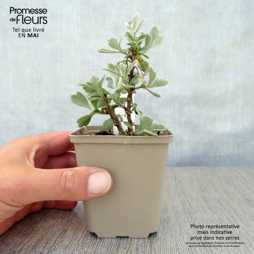 Exemplaar van Ajania pacifica Gold and Silver - Knoopjeskruid Kweekpotje van 8/9 cm zoals geleverd in de lente