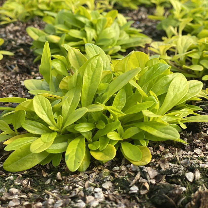 Ajuga reptans Cordial Canary - Kruipend zenegroen (Groeiplaats)