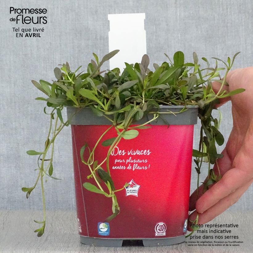 Exemplaar van Ajuga reptans Noble Nightingale - Kruipend zenegroen Pot van 2 l/3 l zoals geleverd in de lente