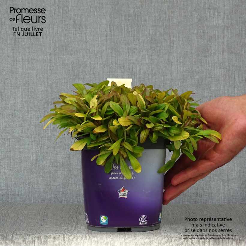 Exemplaar van Ajuga reptans Petite Parakeet - Kruipend zenegroen Pot van 2 l/3 l zoals geleverd in de zomer