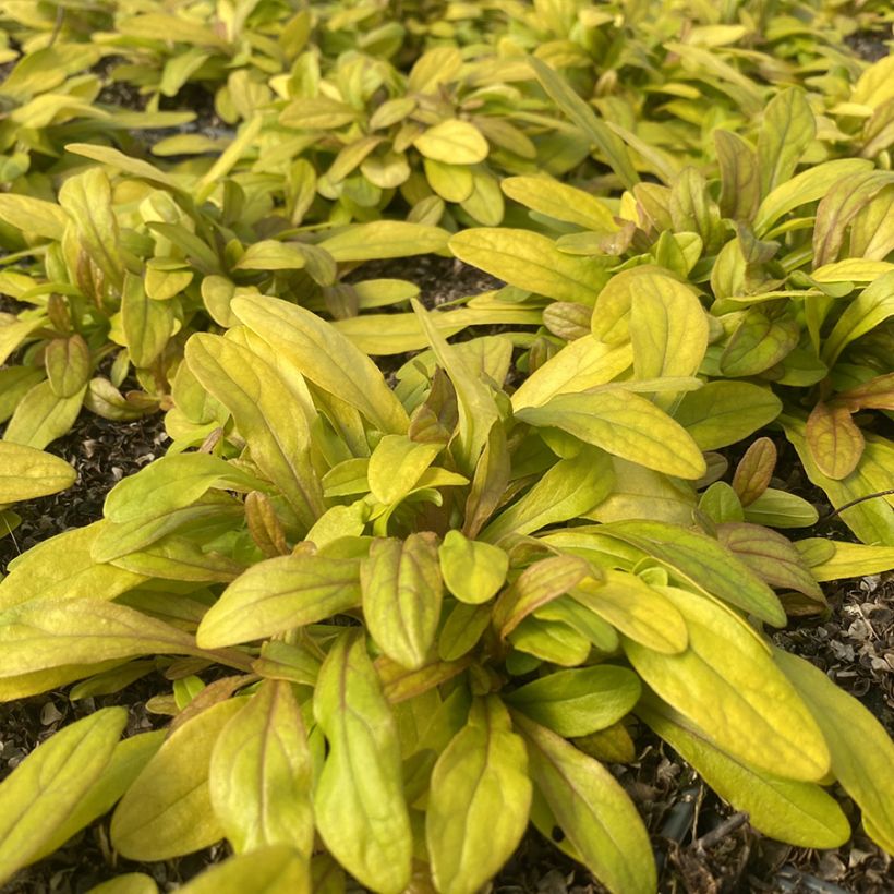 Ajuga reptans Petite Parakeet - Kruipend zenegroen (Blad)