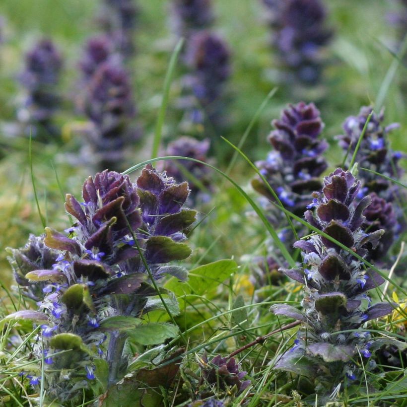 Ajuga pyramidalis - Piramidezenegroen (Groeiplaats)