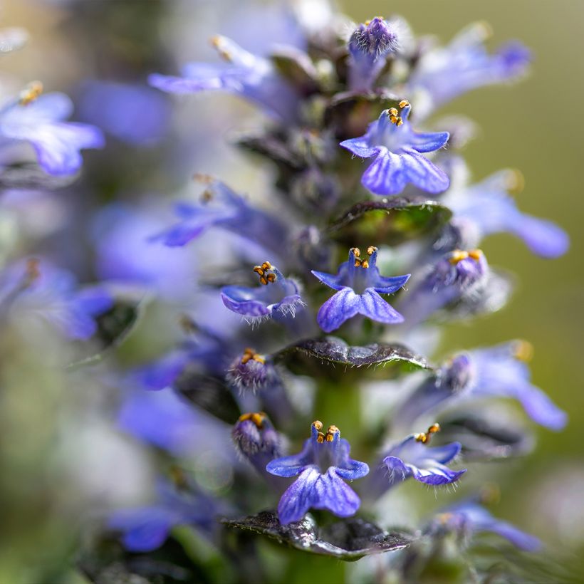 Ajuga pyramidalis Metallica Crispa - Piramidezenegroen (Bloei)