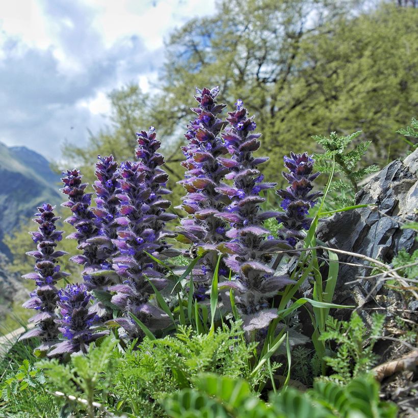 Ajuga pyramidalis - Piramidezenegroen (Groeiplaats)