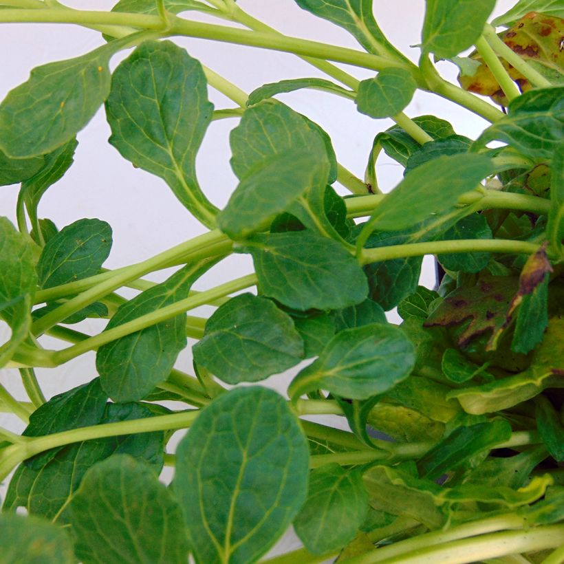 Ajuga reptans Alba - Kruipend zenegroen (Blad)