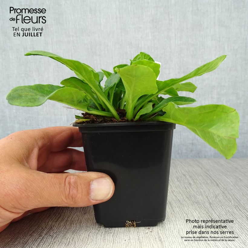 Exemplaar van Ajuga reptans Alba - Kruipend zenegroen Kweekpotje van 7/8 cm zoals geleverd in de zomer