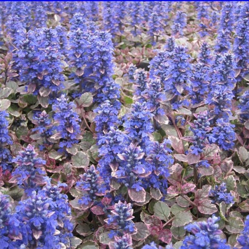 Ajuga reptans Burgundy Glow - Kruipend zenegroen (Groeiplaats)