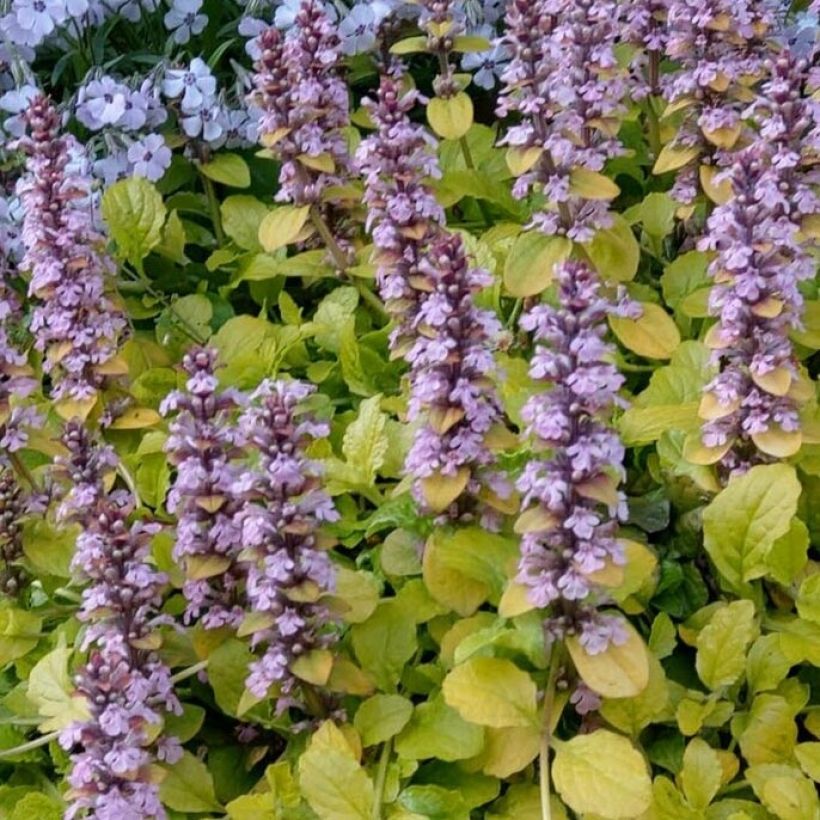 Ajuga reptans Gold Chang - Kruipend zenegroen (Bloei)