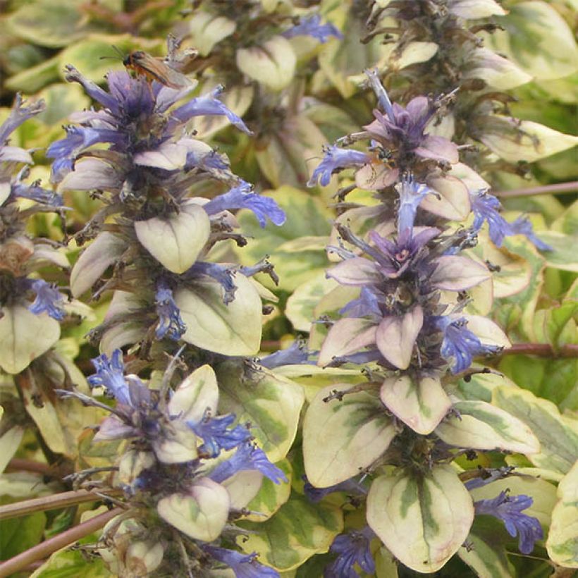 Ajuga reptans Golden Glow - Kruipend zenegroen (Bloei)