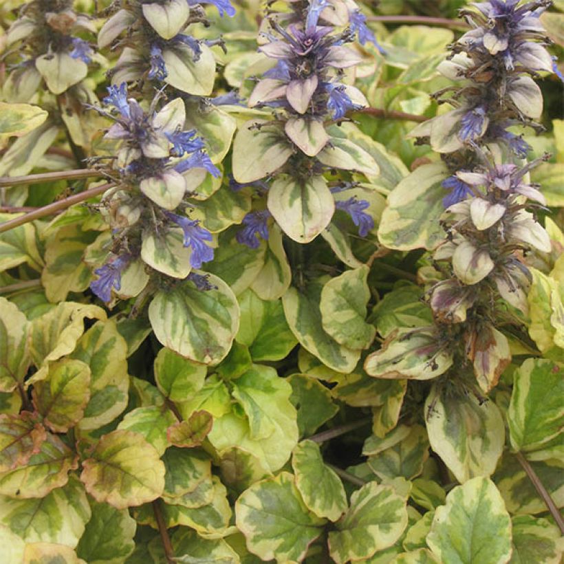 Ajuga reptans Golden Glow - Kruipend zenegroen (Groeiplaats)