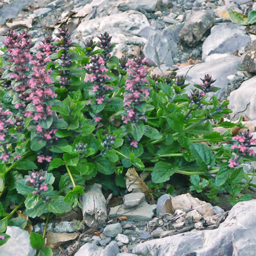 Ajuga reptans Pink Elf - Kruipend zenegroen (Groeiplaats)