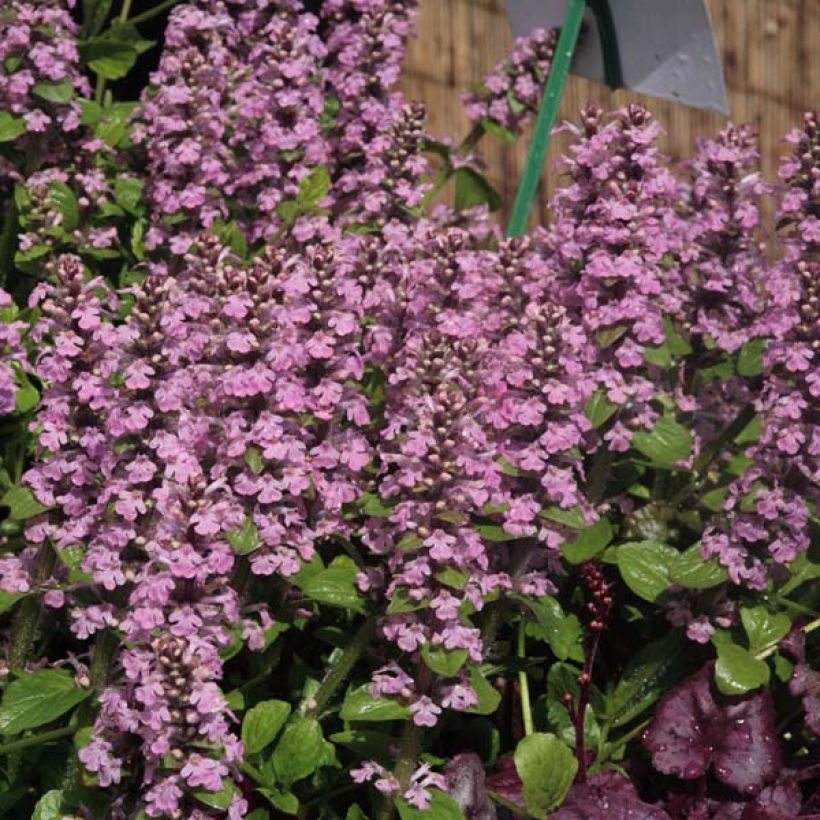 Ajuga reptans Purple Torch - Kruipend zenegroen (Groeiplaats)