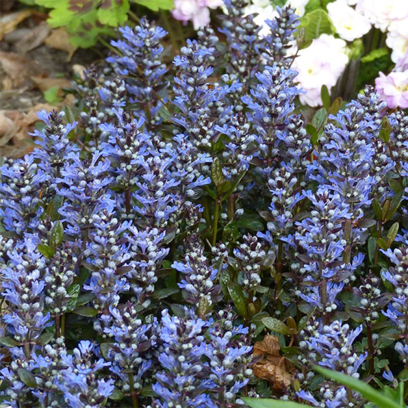 Ajuga reptans Chocolate Chip - Kruipend zenegroen (Bloei)