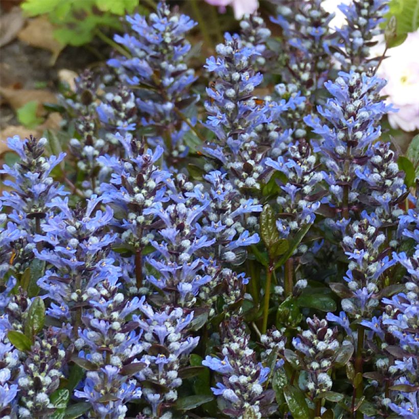 Ajuga reptans Chocolate Chip - Kruipend zenegroen (Groeiplaats)
