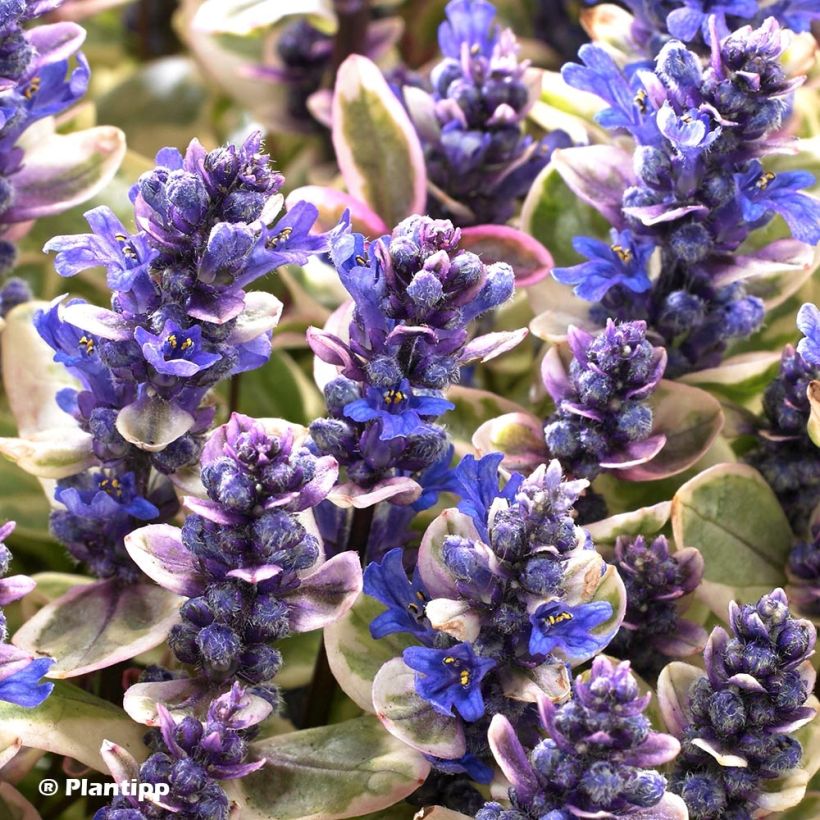 Ajuga reptans Princess Nadia - Kruipend zenegroen (Bloei)