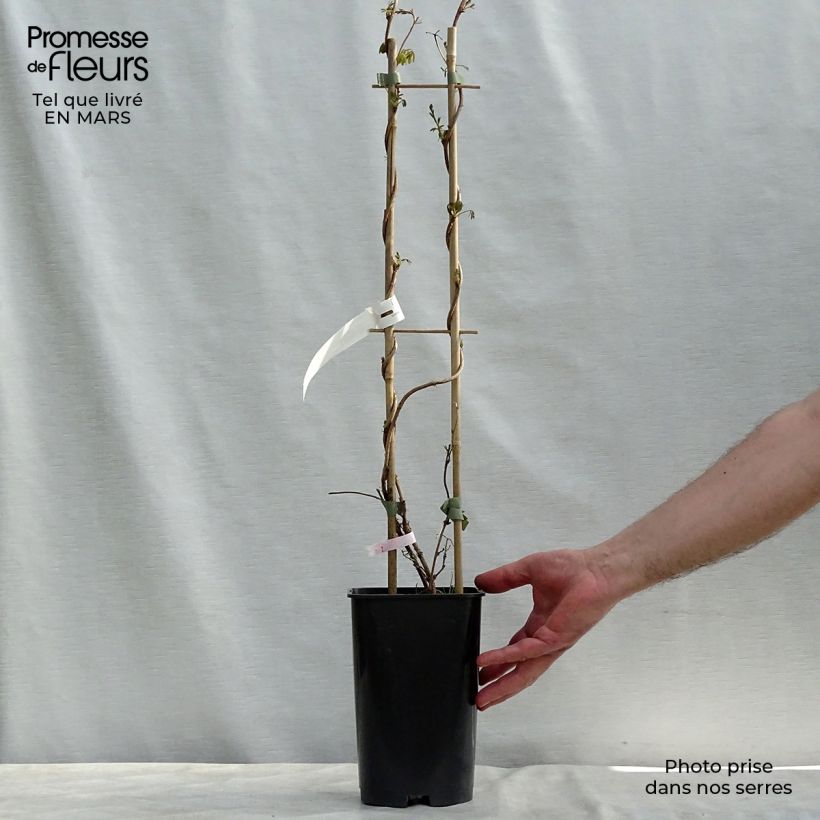 Example of Akebia longeracemosa - Schijnaugurk Pot van 2 l/3 l as you get in printemps