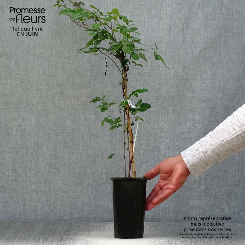Exemplaar van Akebia x pentaphylla - Schijnaugurk Pot van 1,5 l/2 l zoals geleverd in de zomer