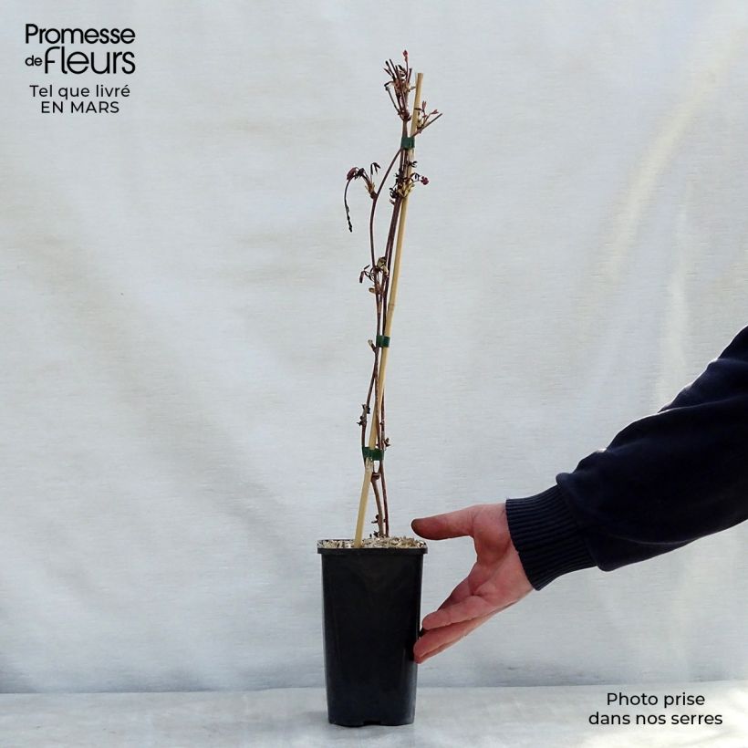 Example of Akebia x pentaphylla - Schijnaugurk Pot van 1,5 l/2 l as you get in printemps