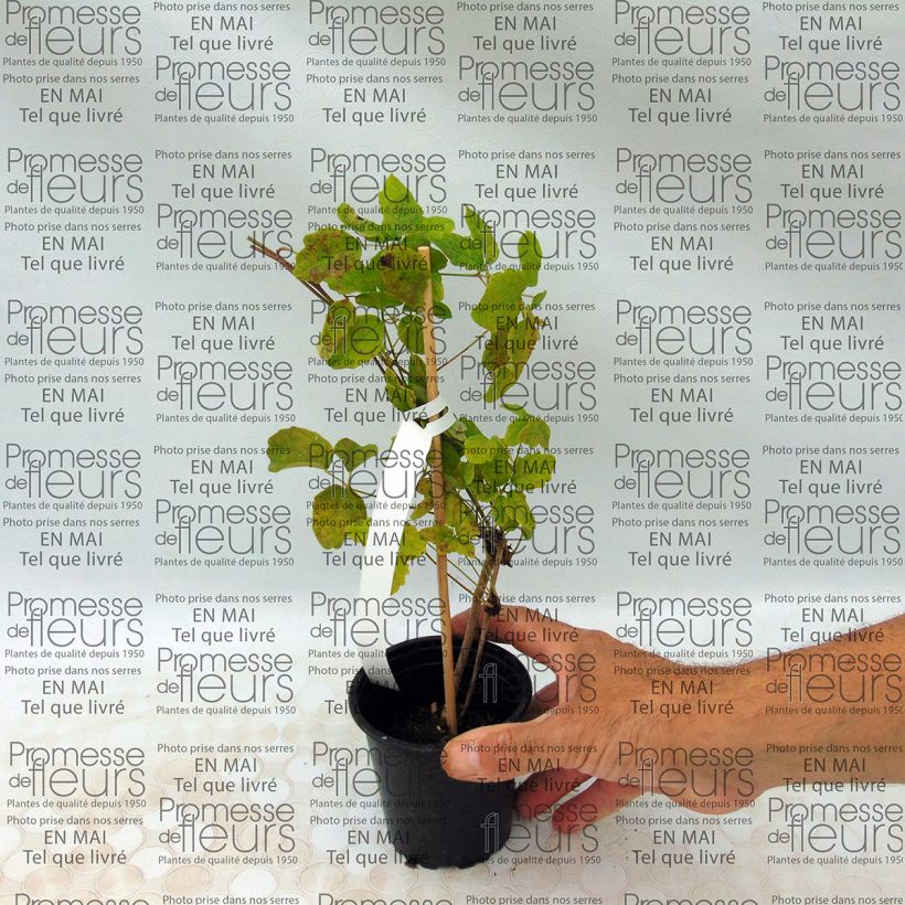 Example of Akebia quinata - Schijnaugurk Kweekpotje van 8/9 cm as you get