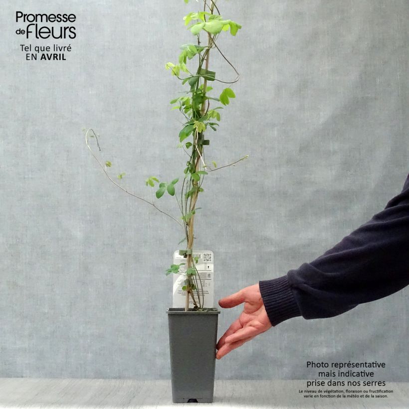 Example of Akebia quinata - Schijnaugurk Pot van 2 l/3 l as you get in printemps