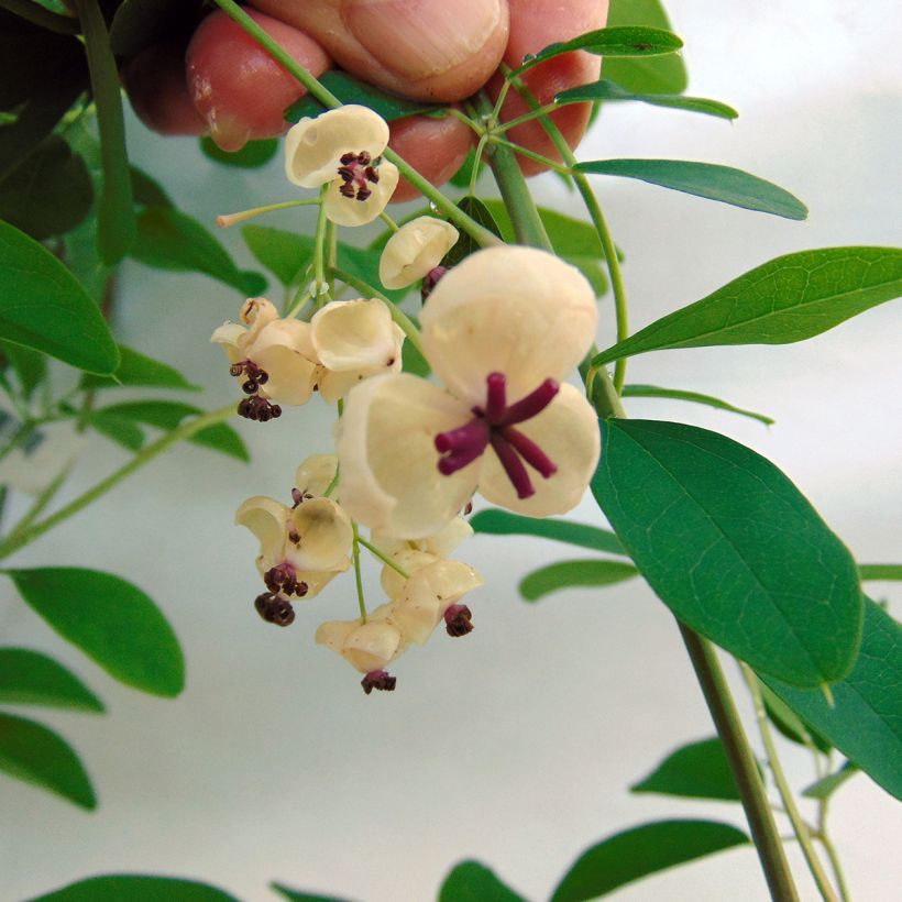 Akebia quinata Cream Form - Schijnaugurk (Flowering)