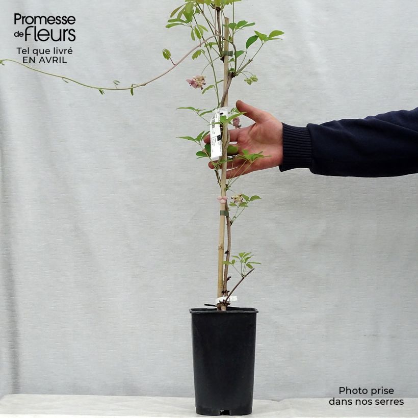 Example of Akebia quinata Cream Form - Schijnaugurk Pot van 2 l/3 l as you get in printemps